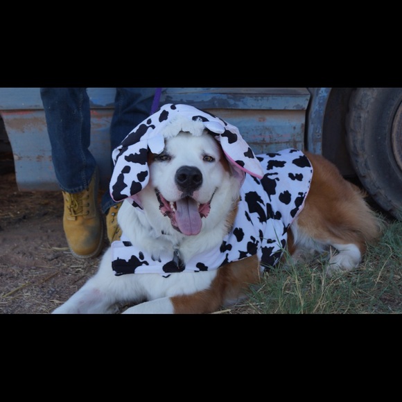 Meet your Posher, Bug! - Picture 11 of 12
